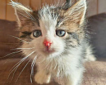 Кошки в Москве: Ищем добрые руки для очаровательных котят Мальчик, 10 руб. - фото 4
