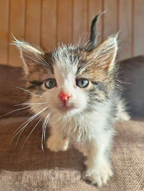 Кошки в Москве: Ищем добрые руки для очаровательных котят Мальчик, 10 руб. - фото 4