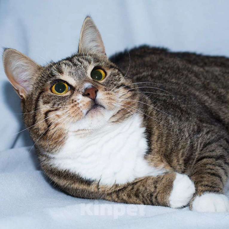 Кошки в Москве: Самая ласковая кошечка Девочка, Бесплатно - фото 3