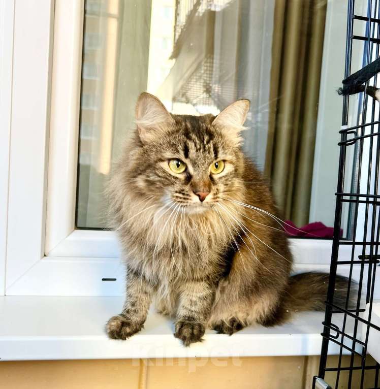 Кошки в Москве: Молодая пушистая кошечка Венди в добрые руки Девочка, Бесплатно - фото 7