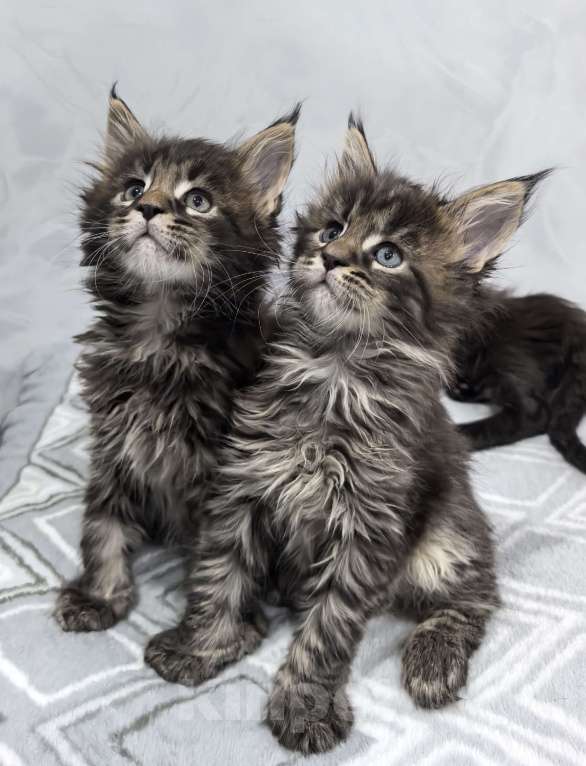 Кошки в Санкт-Петербурге: Мейн кун котята Мальчик, Бесплатно - фото 1