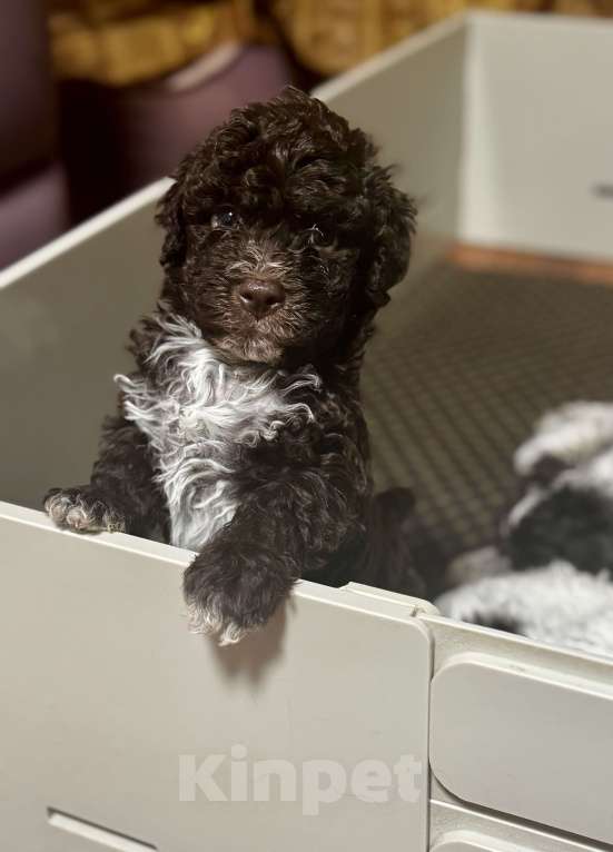 Собаки в Москве: Лаготто Романьоло щенки Разнополые, 180 000 руб. - фото 5