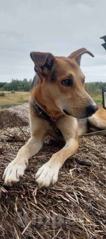 Собаки в Щелково: Классному активному псу нужна новая семья!!! Мальчик, Бесплатно - фото 4