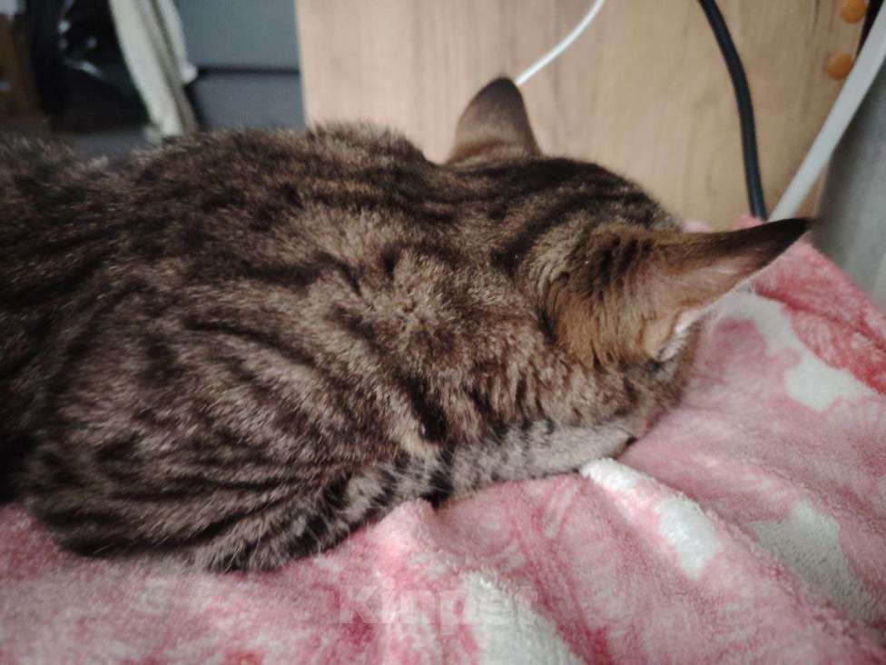 Кошки в Челябинске: Котенок/подросток мальчик Мальчик, Бесплатно - фото 1