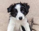 Собаки в Москве: Щенки бордер-колли с документами РКФ Девочка, 70 000 руб. - фото 1