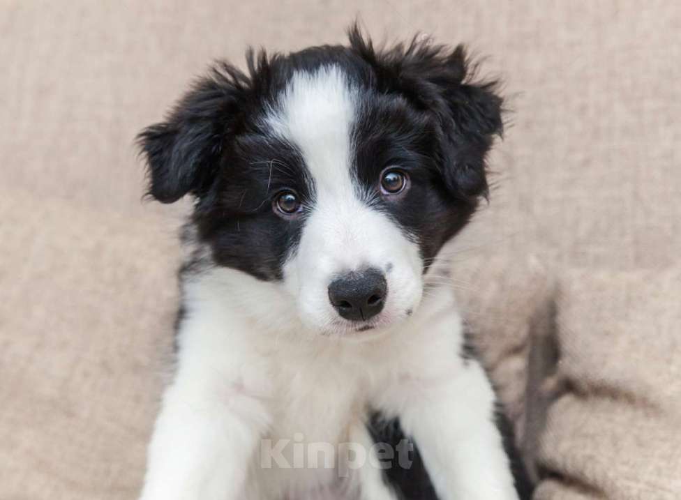 Собаки в Москве: Щенки бордер-колли с документами РКФ Девочка, 70 000 руб. - фото 1