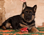 Собаки в Кемерово: Продажа щенков немецкой овчарки Девочка, 65 000 руб. - фото 1