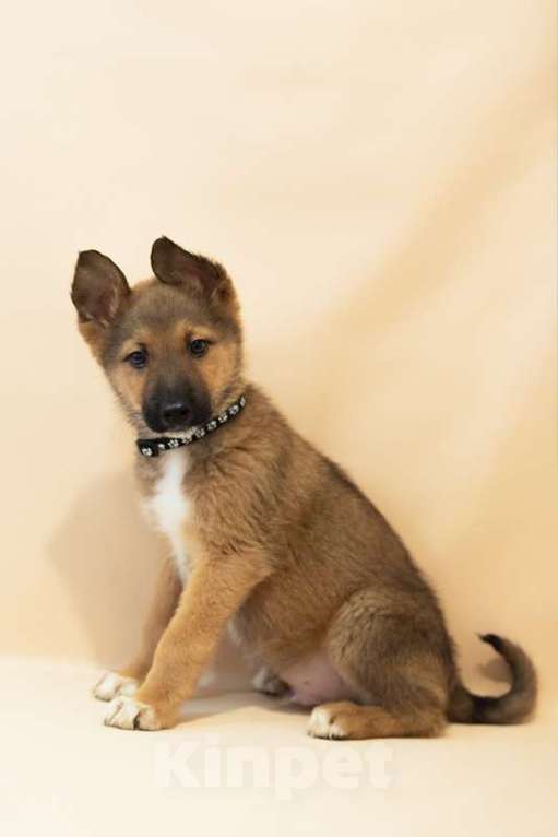 Собаки в Москве: Щенки всех окрасов в добрые руки Мальчик, 1 руб. - фото 2