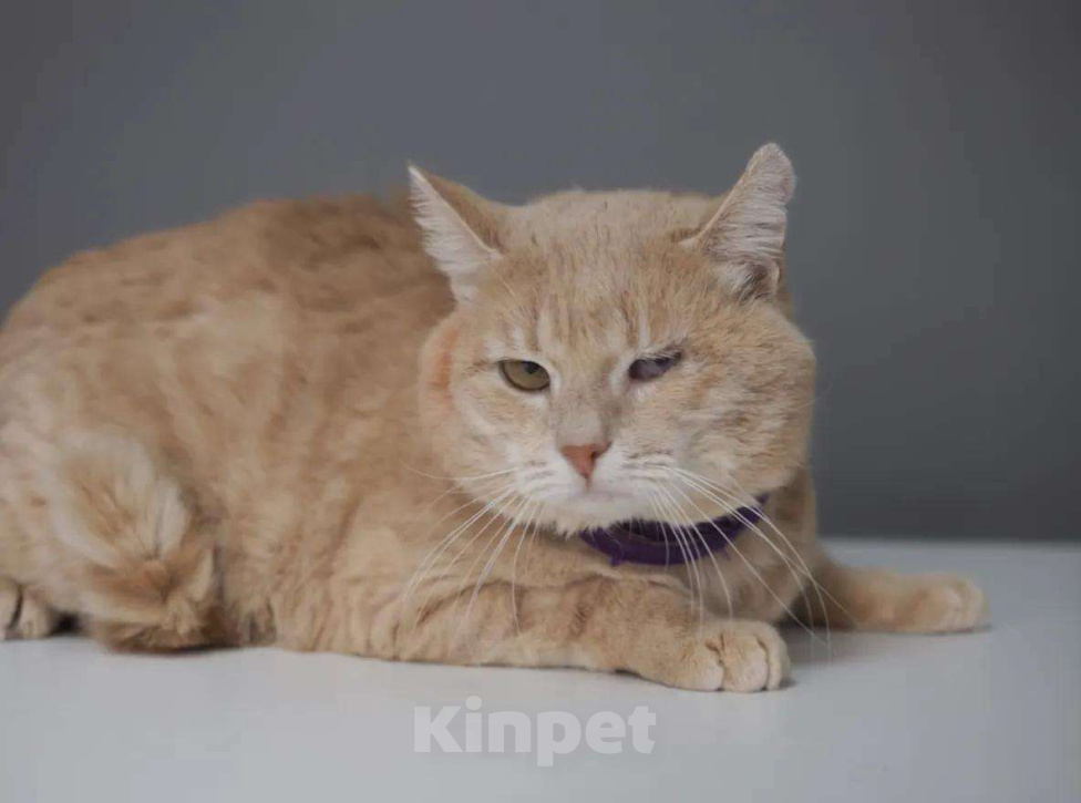 Кошки в Москве: Рыжий особенный котик в добрые руки Мальчик, Бесплатно - фото 4