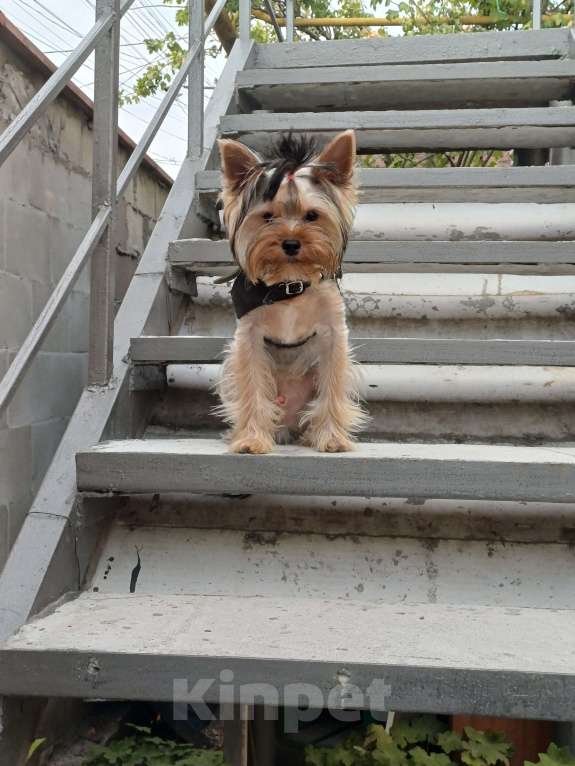 Собаки в Симферополе: Пропал наш мальчик Мальчик, 2 000 руб. - фото 1