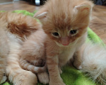 Кошки в Калининграде: Котята Разнополые, Бесплатно - фото 6