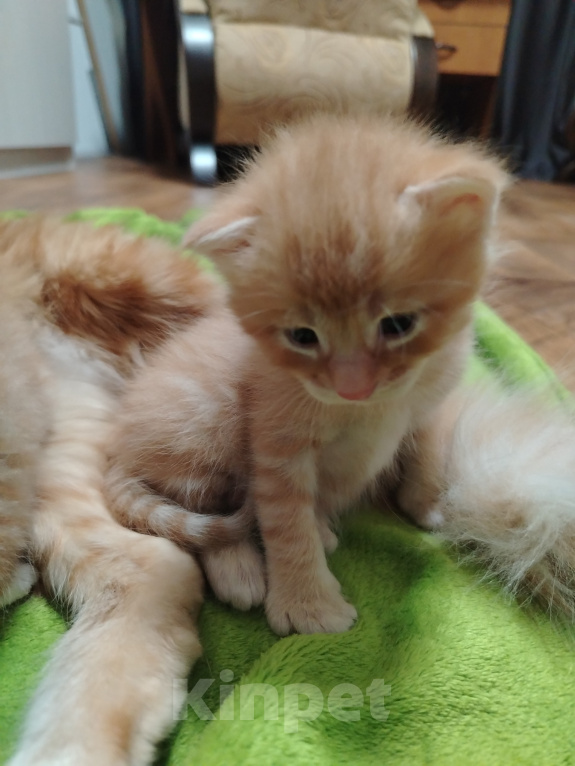Кошки в Калининграде: Котята Разнополые, Бесплатно - фото 6
