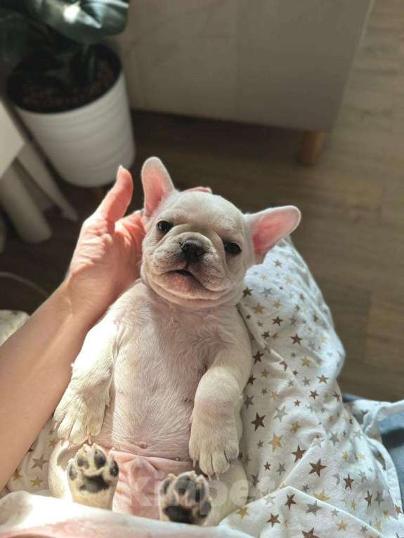 Собаки в Москве: Щенок французского бульдога девочка Девочка, 50 000 руб. - фото 6