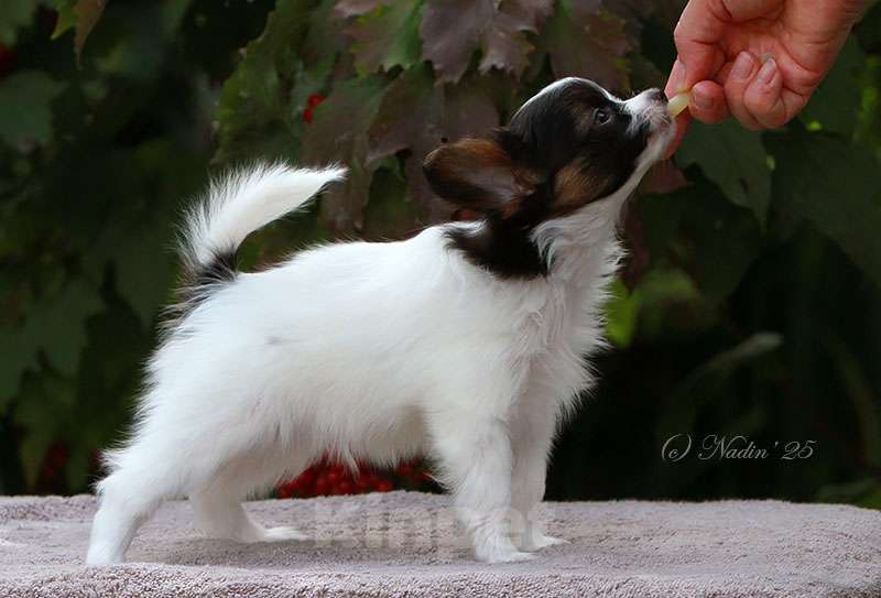 Собаки в других городах Алтайского края: Мальчик папийон, 2 месяца, окрас триколор.  Мальчик, 50 000 руб. - фото 4