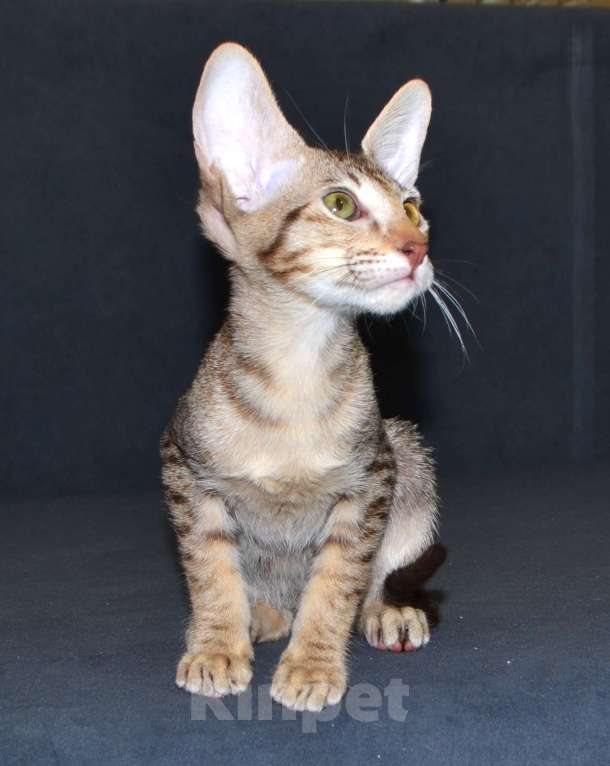 Кошки в Глазове: Хонда Девочка, 30 000 руб. - фото 7