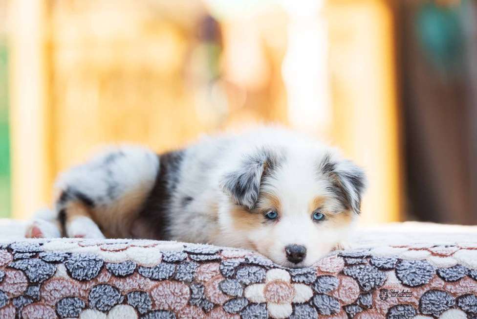 Собаки в Москве: Австралийская овчарка, щенок аусси Девочка, 150 000 руб. - фото 2