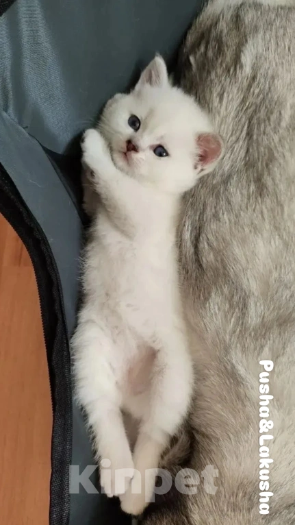 Кошки в Москве: Шотландский прямоухий котенок серебристая шиншилла Девочка, Бесплатно - фото 2