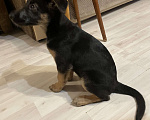 Собаки в Рязани: Собака Девочка, Бесплатно - фото 2