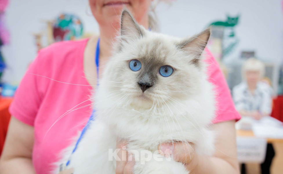 Кошки в Москве: Красотка Искра Девочка, Бесплатно - фото 1