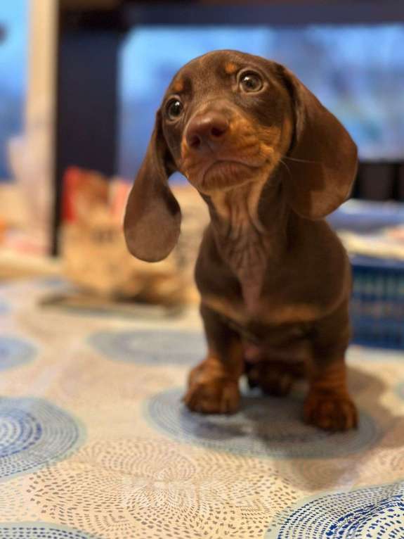 Собаки в Москве: Мальчик РКФ Мальчик, 40 000 руб. - фото 7