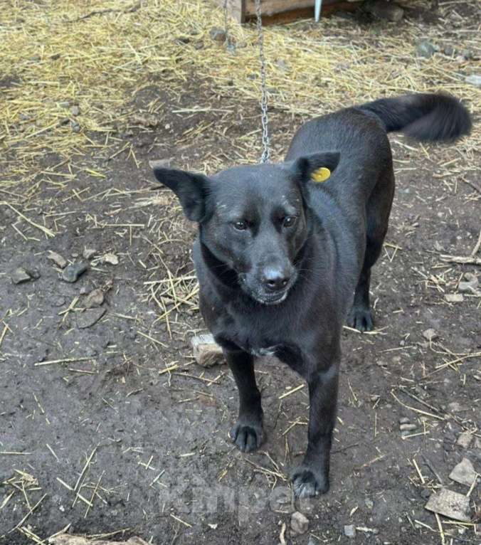 Собаки в Москве: БАГИРА-(спасённая из кровавого отлова) Нужен свой человек!Срочно! Девочка, 11 руб. - фото 3