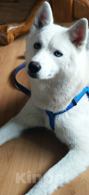 Собаки в Новосибирске: Сибирский хаски Девочка, 5 000 руб. - фото 2