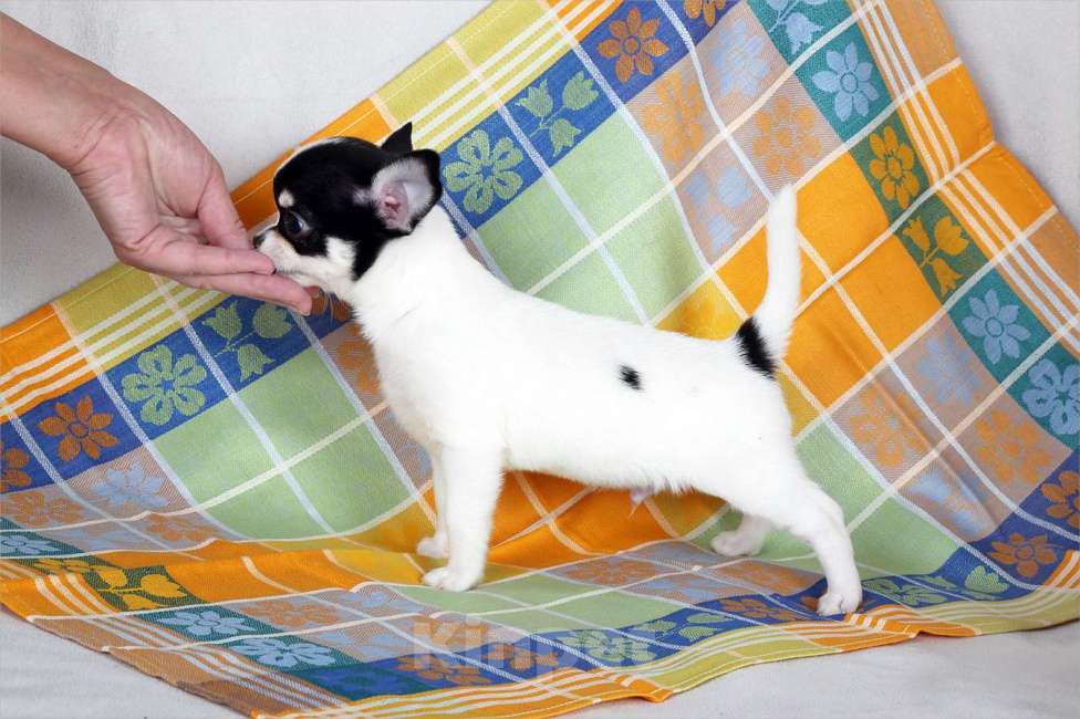 Собаки в Люберцах: Чихуахуа щенки Мальчик, Бесплатно - фото 4