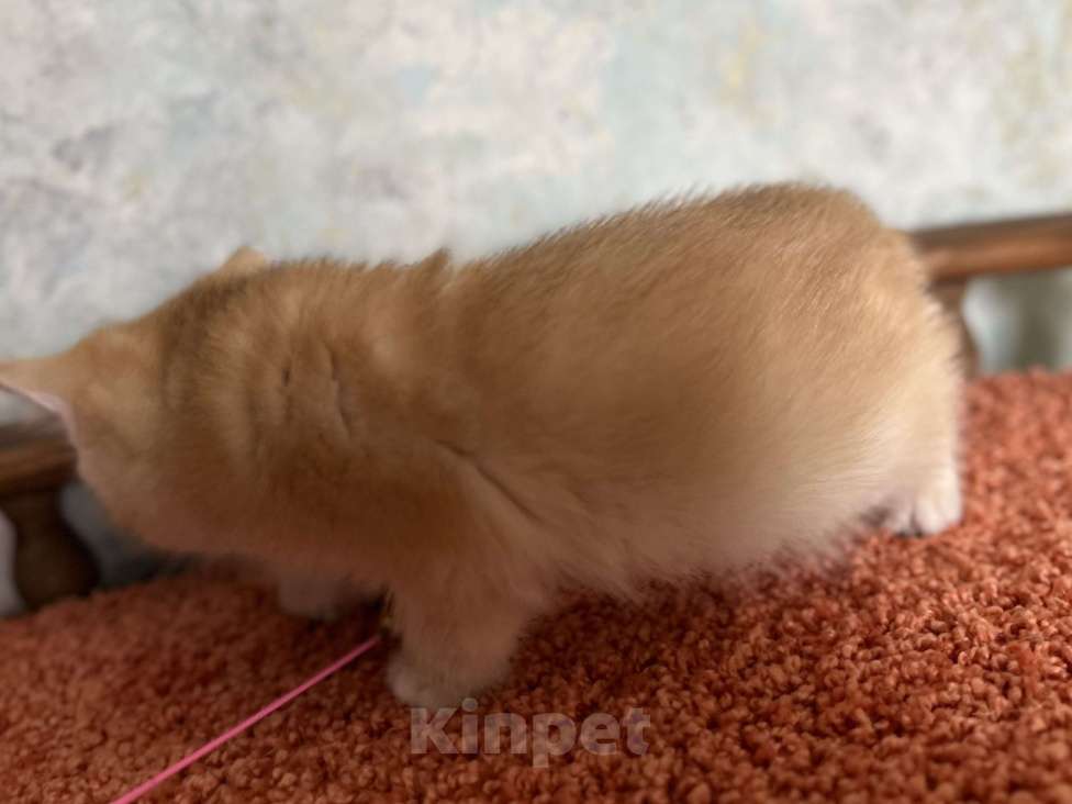 Кошки в Москве: Кошечка Золотая Шиншилла  Девочка, 35 000 руб. - фото 4