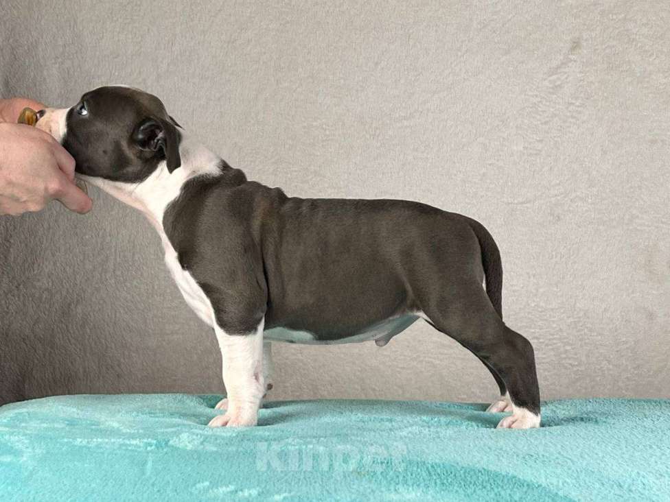 Собаки в Москве: Шикарный голубой мальчик Мальчик, 120 000 руб. - фото 4