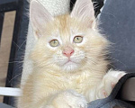 Кошки в Москве: Котята Мейн Кун от 18.02.2023 Мальчик, 30 000 руб. - фото 1