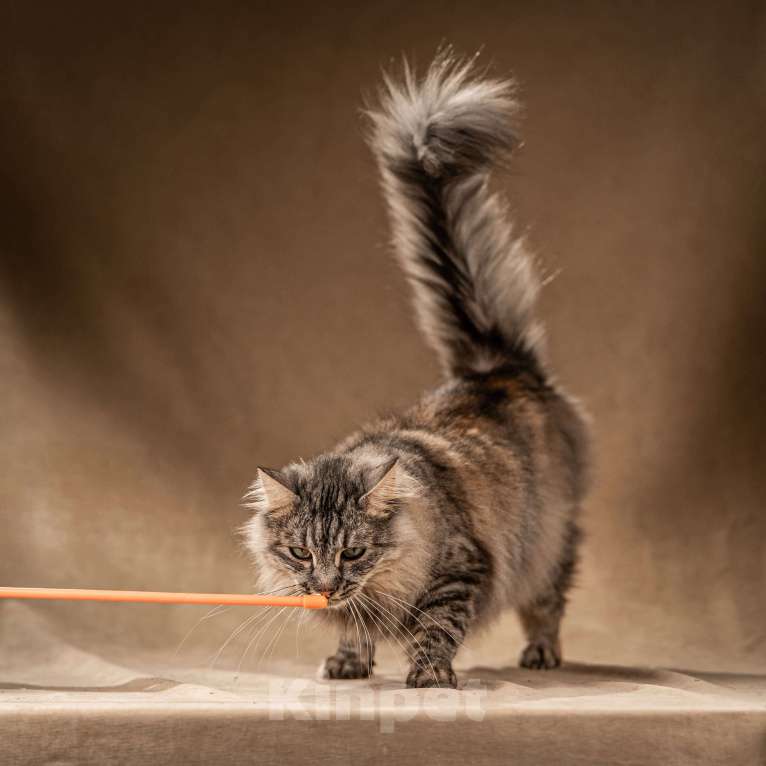 Кошки в Клине: Лилу — пушистое сокровище Девочка, Бесплатно - фото 5