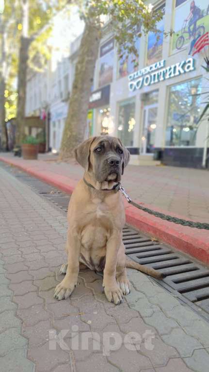 Собаки в Краснодаре: Кане Корсо Щенок  Девочка, 70 000 руб. - фото 2