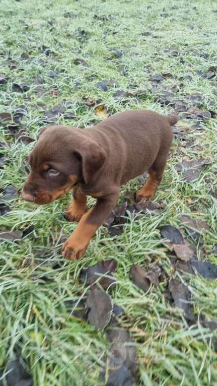 Собаки в Уфе: Девочка-щенок Девочка, 20 000 руб. - фото 1