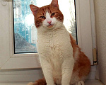 Кошки в Москве: Рыжий Рудик. Ласковый котик в добрые руки. Мальчик, Бесплатно - фото 2