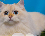 Кошки в Симферополе: Золотая шиншилла-пойнт Мальчик, 50 000 руб. - фото 5