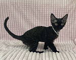 Кошки в Москве: Котенок Девон Рекс девочка черный биколор Девочка, 70 000 руб. - фото 2