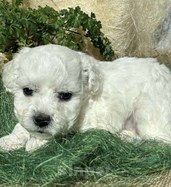 Собаки в Владивостоке: Щенки Бишон Фризе с родословной, гарантией здоровья и поддержкой навсегда! Девочка, 120 000 руб. - фото 8