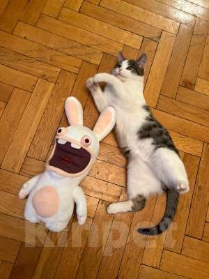 Кошки в Москве: Кот ученый Тоша в добрые руки Мальчик, 1 руб. - фото 5