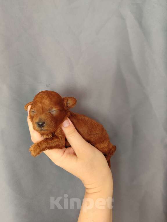 Собаки в Мытищах: Щенки той пудель Девочка, 60 000 руб. - фото 5