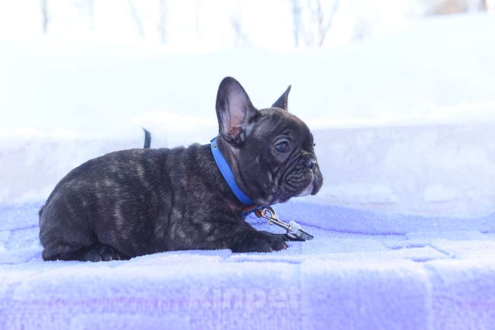 Собаки в Москве: Французский бульдог мальчик тигровый Мальчик, 40 000 руб. - фото 5