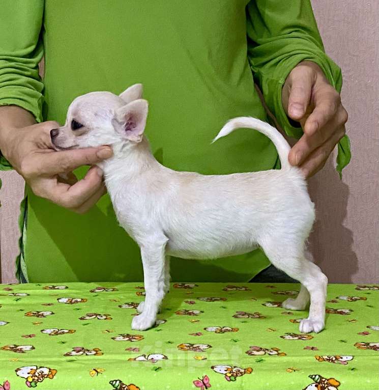 Собаки в Новосибирске: Продам мини девочку чихуахуа  Девочка, 35 000 руб. - фото 3
