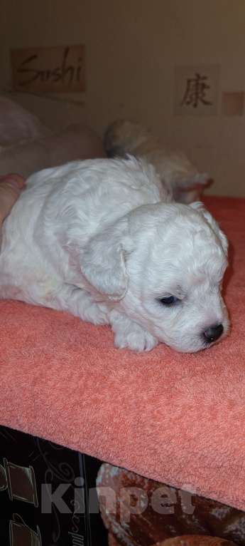 Собаки в Москве: Щенок Бишон фризе Мальчик, 50 000 руб. - фото 6