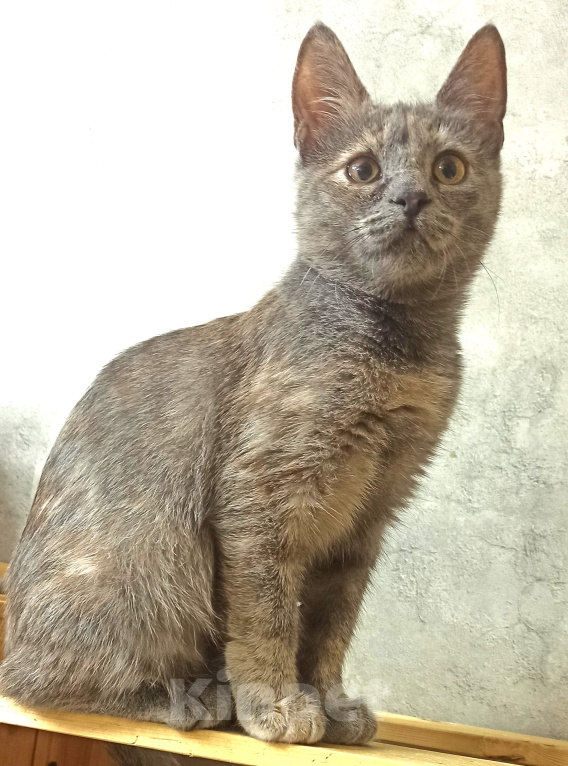 Кошки в Шахте: Добро пожаловать в котячий детский сад! У меня тут счастье на любой вкус! Девочка, Бесплатно - фото 6