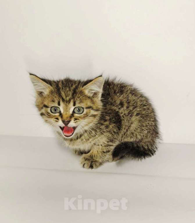 Кошки в Екатеринбурге: Котенок в добрые руки  Мальчик, Бесплатно - фото 6