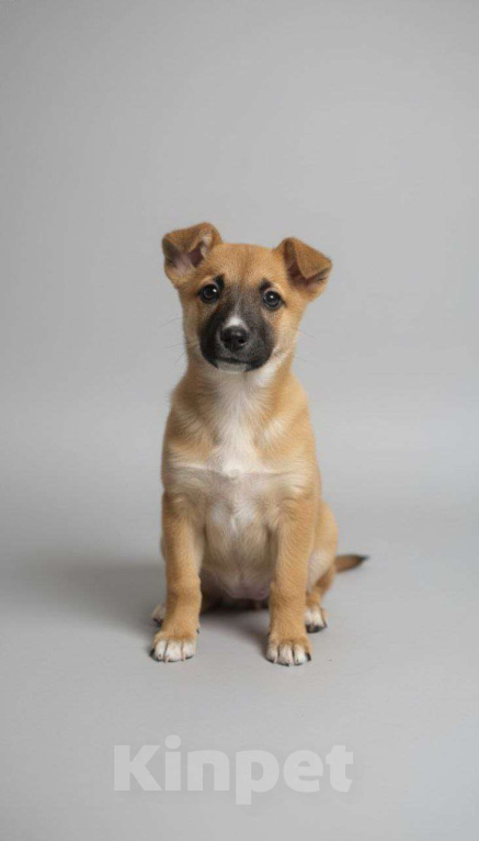 Собаки в Москве: Ищет дом отважная малышка Мо Девочка, Бесплатно - фото 5