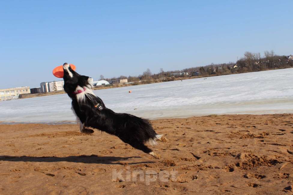 Собаки в других городах Ленинградской области: Бодер-Колли Мальчик, Бесплатно - фото 2