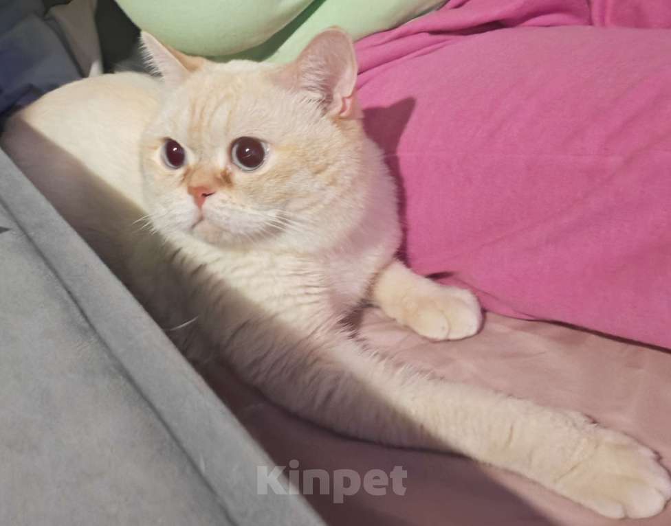 Кошки в Москве: Кот британский Мальчик, 20 000 руб. - фото 2