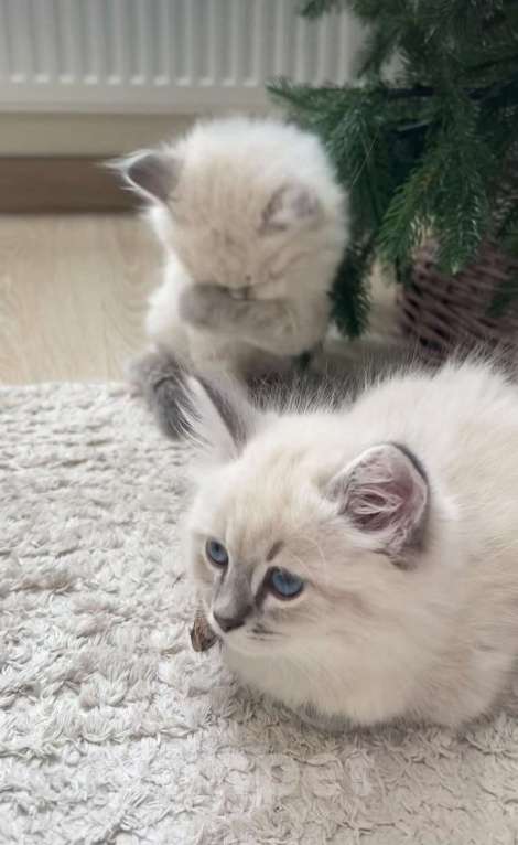 Кошки в Нижнем Новгороде: Рэгдолл котики очень нежные  Мальчик, 27 000 руб. - фото 5