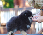 Собаки в Солнечногорске: Продажа померанского щенка  Мальчик, Бесплатно - фото 4
