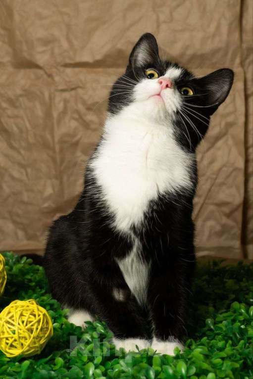 Кошки в других городах Московской области: Девочка, примерно 7 мес Девочка, Бесплатно - фото 5